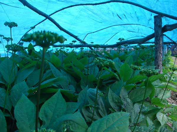 1628223005466820.jpg image.jpg