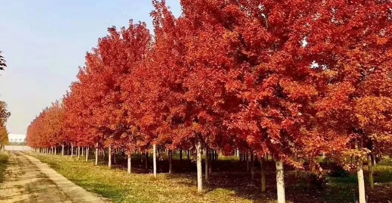 1628431375335150.jpg 紅楓3.jpg