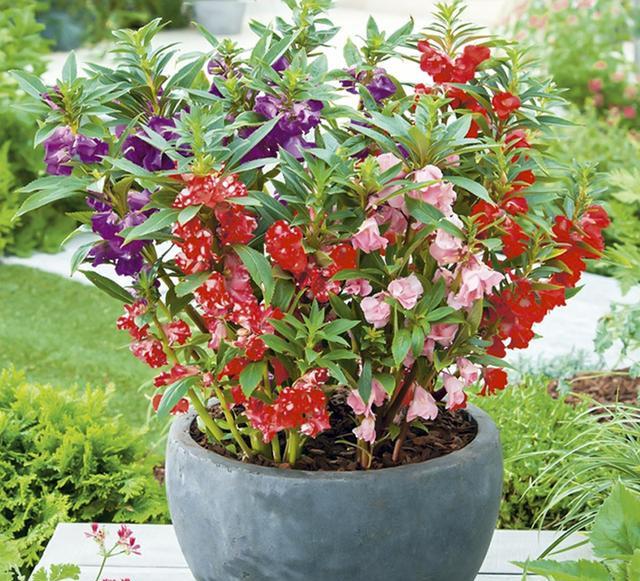 鳳仙花又叫指甲花，應(yīng)該如何播種