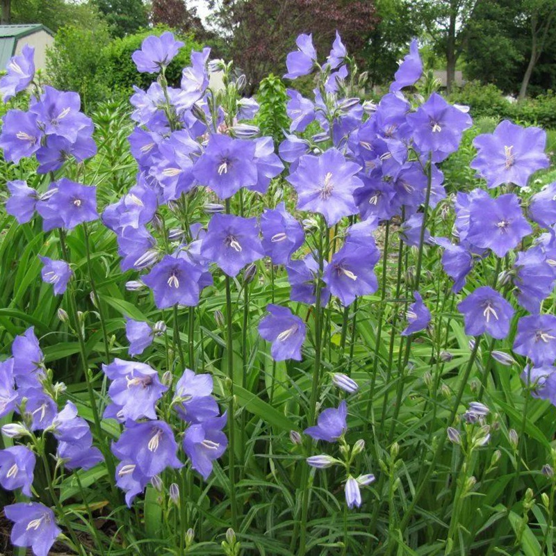風(fēng)鈴花的花語是什么，風(fēng)鈴花如何養(yǎng)護(hù)