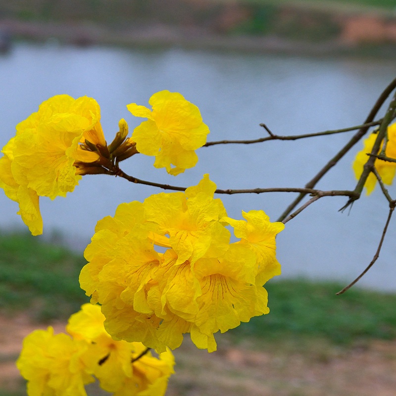風(fēng)鈴花的花語是什么，風(fēng)鈴花如何養(yǎng)護(hù)