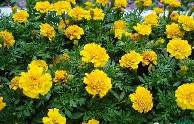 這種花居然叫做孔雀草，一直以為是太陽花呢，這次又長知識了！