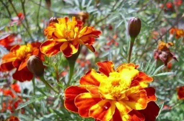 這種花居然叫做孔雀草，一直以為是太陽花呢，這次又長知識了！