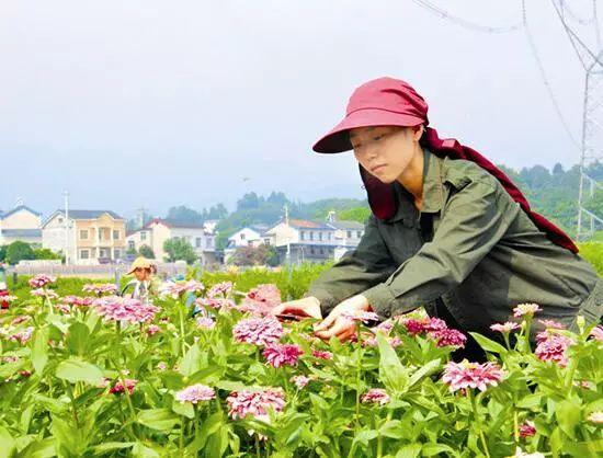 百日草生長期養(yǎng)護要點，百日草一年四季的養(yǎng)護方法