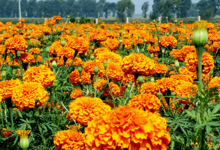 萬(wàn)壽菊1.jpg