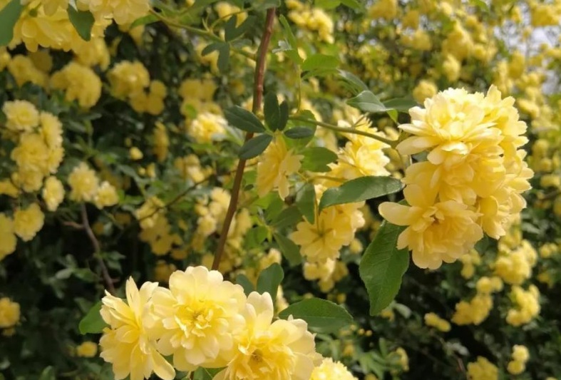 萬(wàn)壽菊2.jpg
