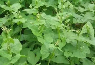 1630059959372453.jpg 1630059959372453.jpg