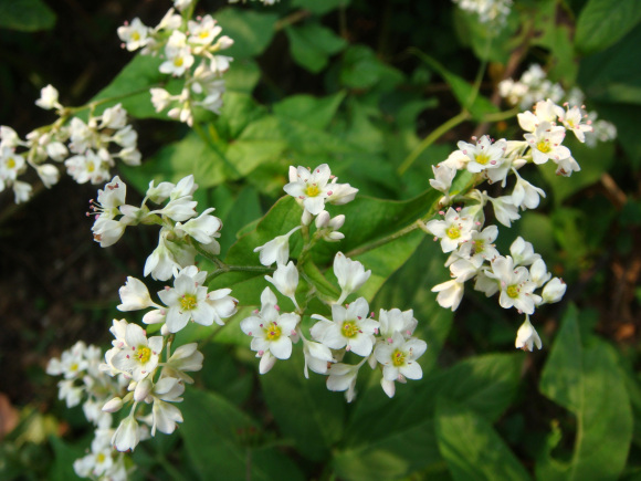 1630059998511370.jpg 1630059998511370.jpg