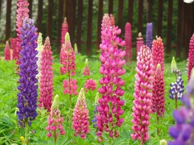 魯冰花繁殖技巧，怎么才能養(yǎng)好魯冰花？