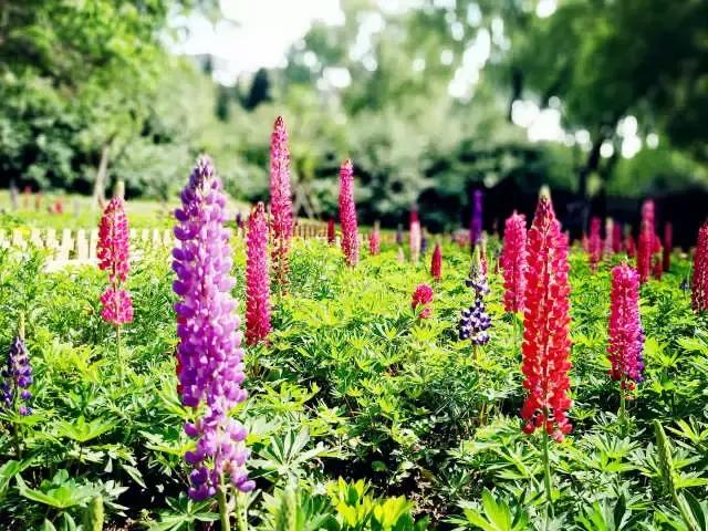 魯冰花繁殖技巧，怎么才能養(yǎng)好魯冰花？
