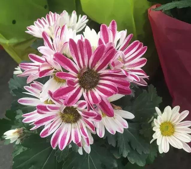 小雛菊如何養(yǎng)護，做到以下四點