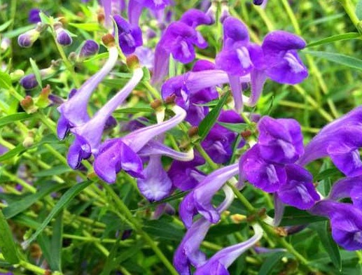 1630672845282236.jpg image.jpg