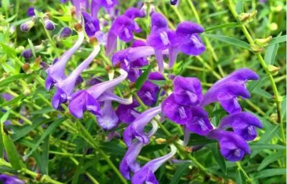 1631081353946235.jpg 1631081353946235.jpg