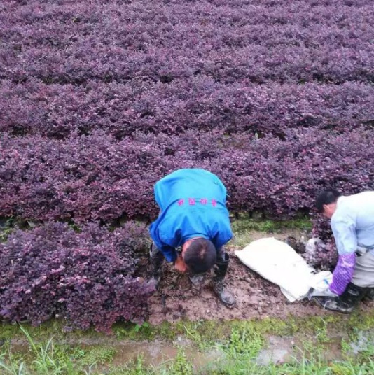 1631086495860451.jpg image.jpg