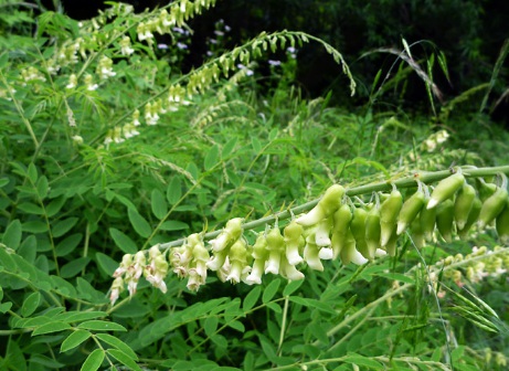 1631114233183494.jpg 1631114233183494.jpg