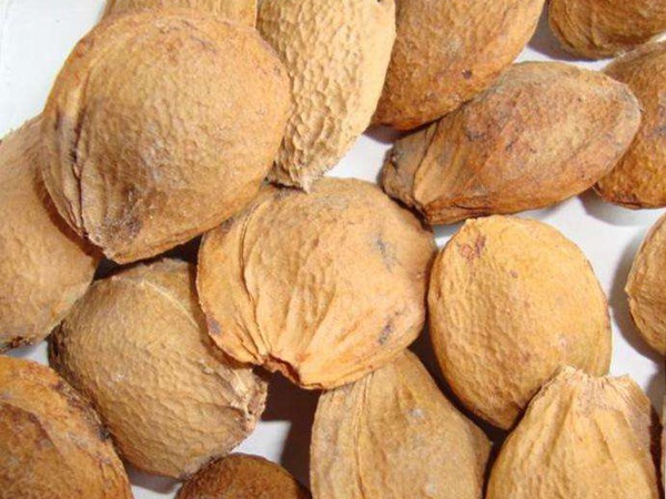 杏樹種子 杏樹種子