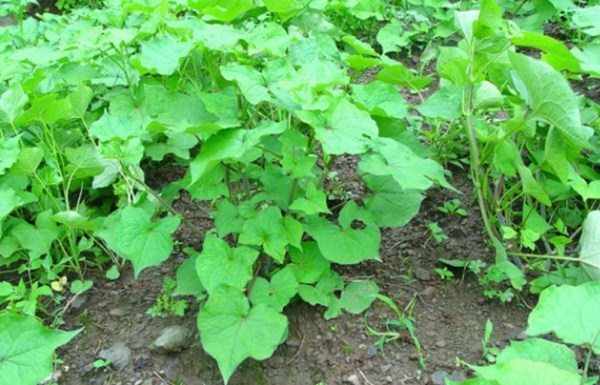 苦喬麥種子 苦喬麥種子