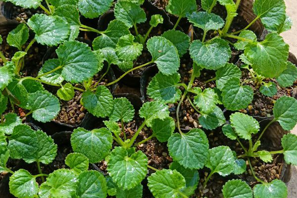 風(fēng)鈴草 風(fēng)鈴草