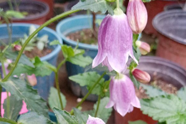 風(fēng)鈴草 風(fēng)鈴草