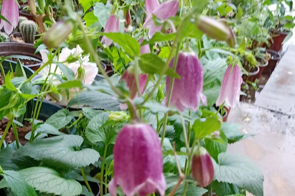 風(fēng)鈴草 風(fēng)鈴草