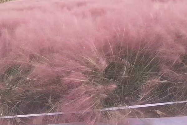 粉黛亂子 粉黛亂子