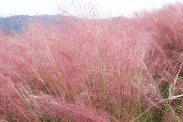 粉黛亂子 粉黛亂子