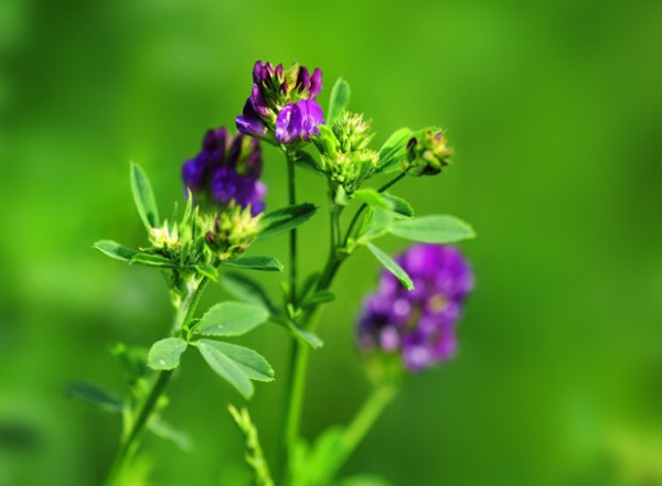 1632836096453170.jpg image.jpg