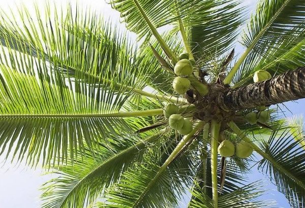 1634356450413807.jpg image.jpg