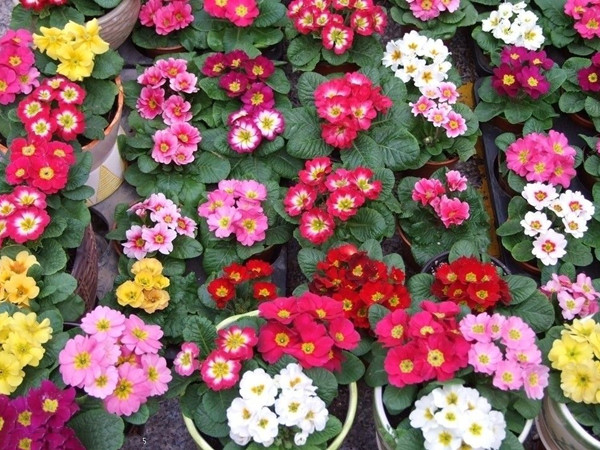 報(bào)春花