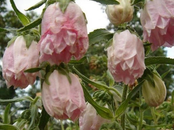 風(fēng)鈴草 風(fēng)鈴草