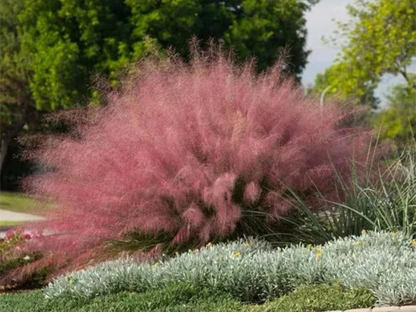 粉黛亂子草開(kāi)花要求 粉黛亂子草開(kāi)花要求