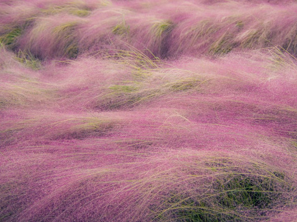粉黛亂子草開(kāi)花要求 粉黛亂子草開(kāi)花要求