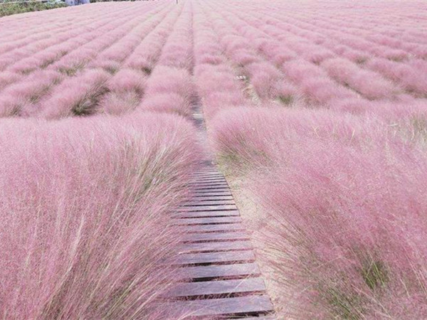 粉黛亂子草 粉黛亂子草