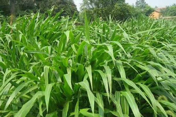 玉米草