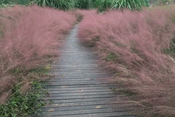 粉黛亂子草 粉黛亂子草