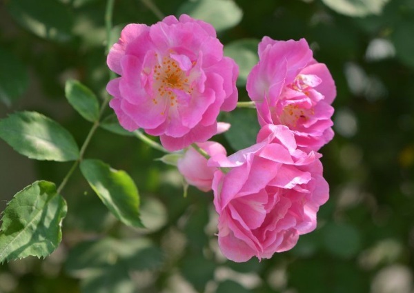 1637024461751945.jpg image.jpg