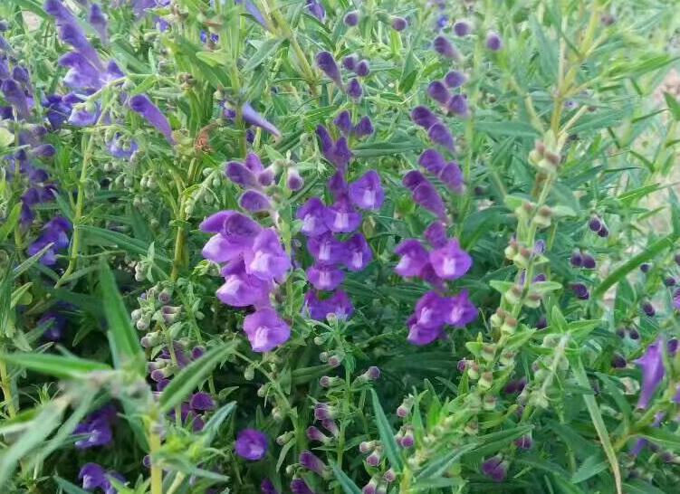 1637854940718578.jpg 1637854940718578.jpg