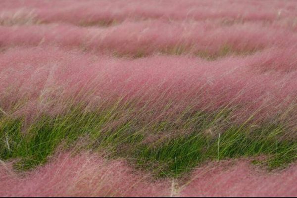 粉黛亂子草 粉黛亂子草