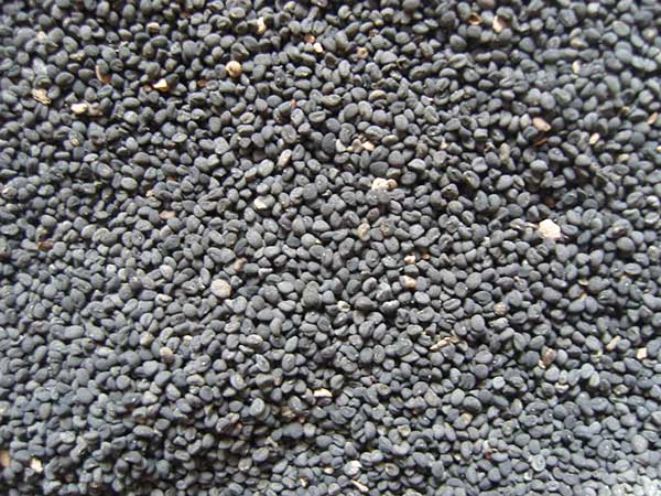 1641725894235984.jpg 黃芩.jpg