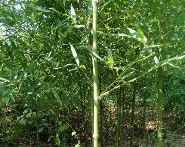 1644901292782970.jpg 1644901292782970.jpg