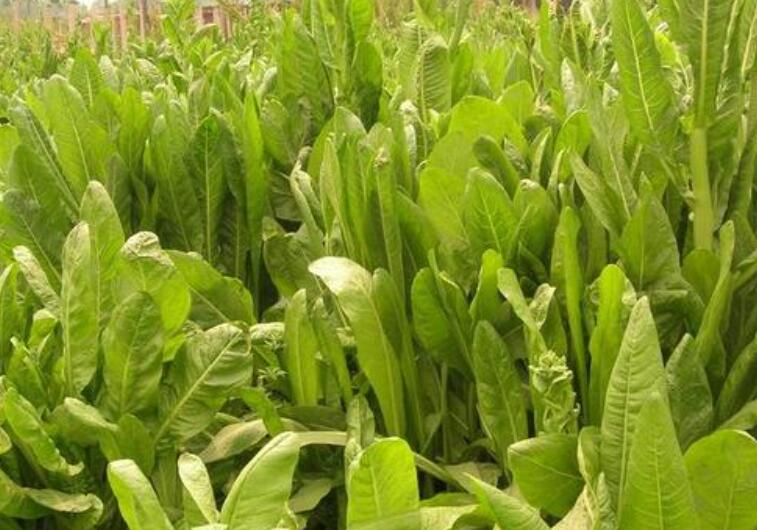 1646575078447760.jpg 1.jpg