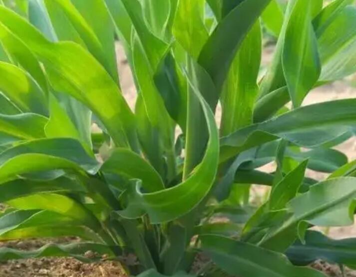 1647776894548345.jpg 1.jpg