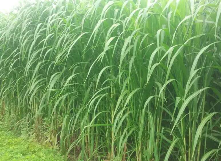 1649511652563914.jpg 1.jpg