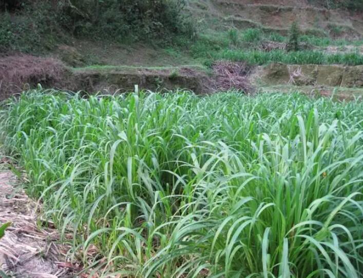 1650204307226061.jpg 1650204307226061.jpg