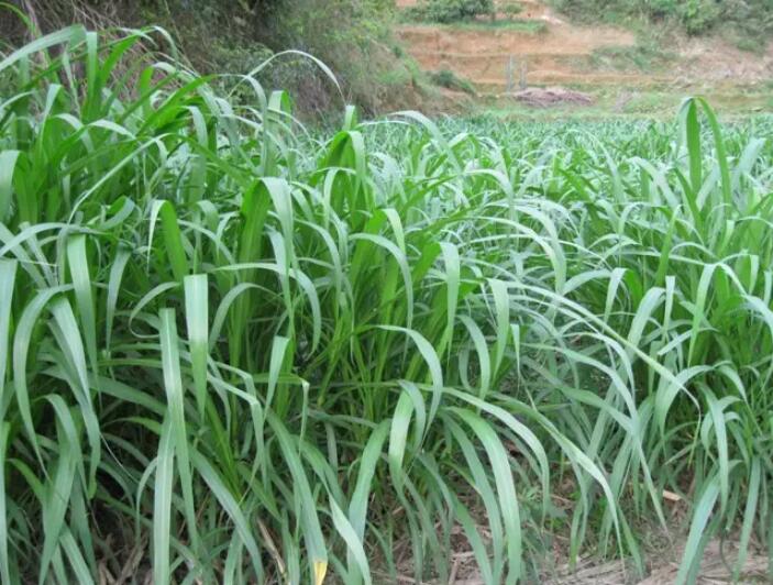 1650204307886910.jpg 1650204307886910.jpg