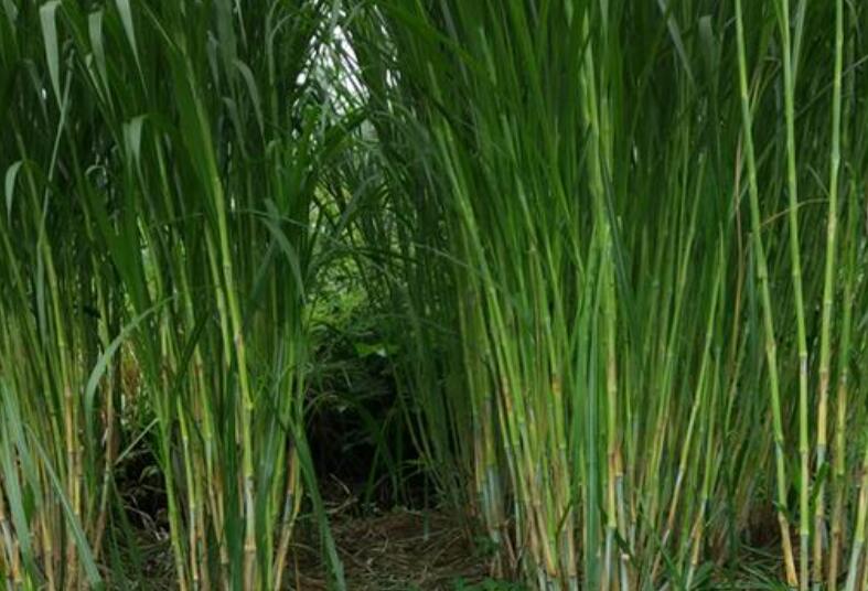 1650287197254977.jpg 1.jpg