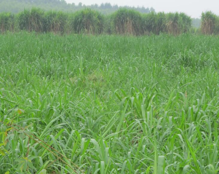 1650287206319656.jpg 2.jpg