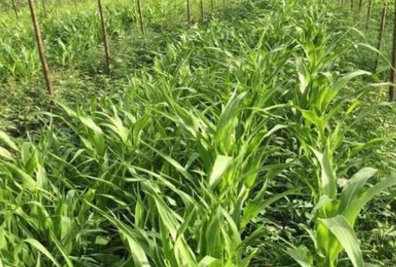 1652877219466544.jpg 1.jpg