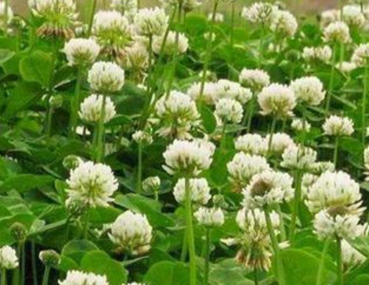 1654700229227622.jpg 3.jpg