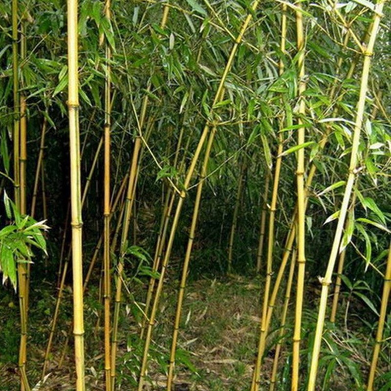 金鑲玉竹
